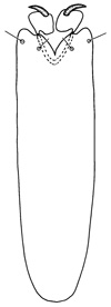 stenodrilus